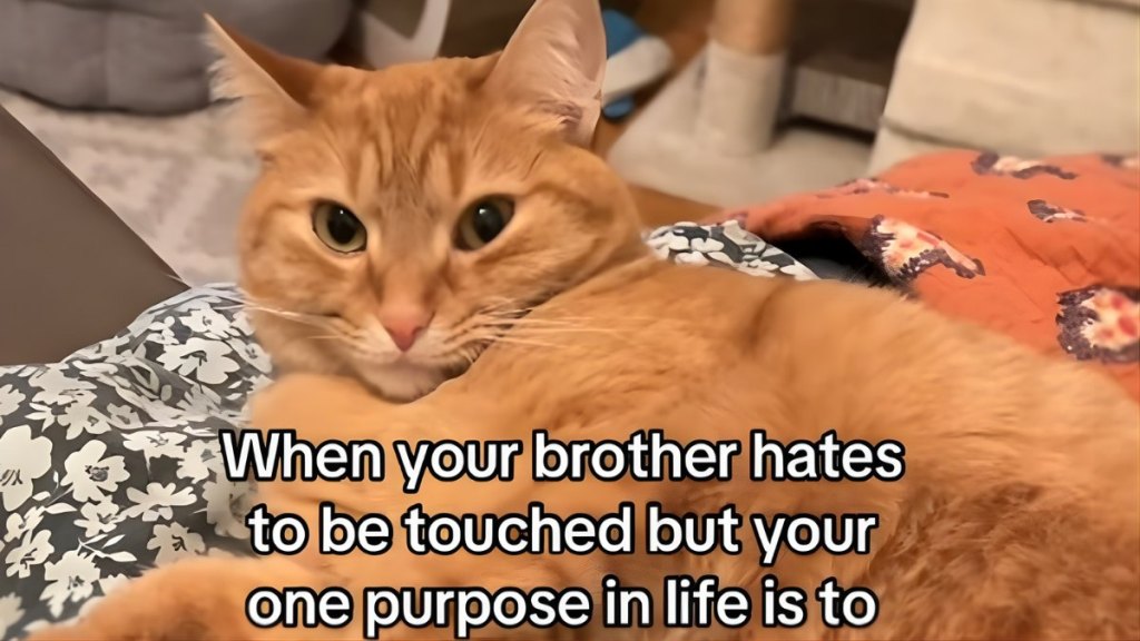 Video: Cat Hates Being Touched, So Sibling Cat Touches Him Anyway