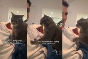 Video: Cat Gives ‘Fake Cuddles’ to Owner With a Clear Purpose