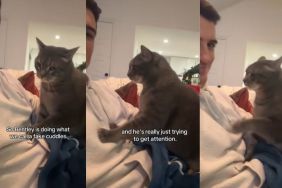 Video: Cat Gives ‘Fake Cuddles’ to Owner With a Clear Purpose