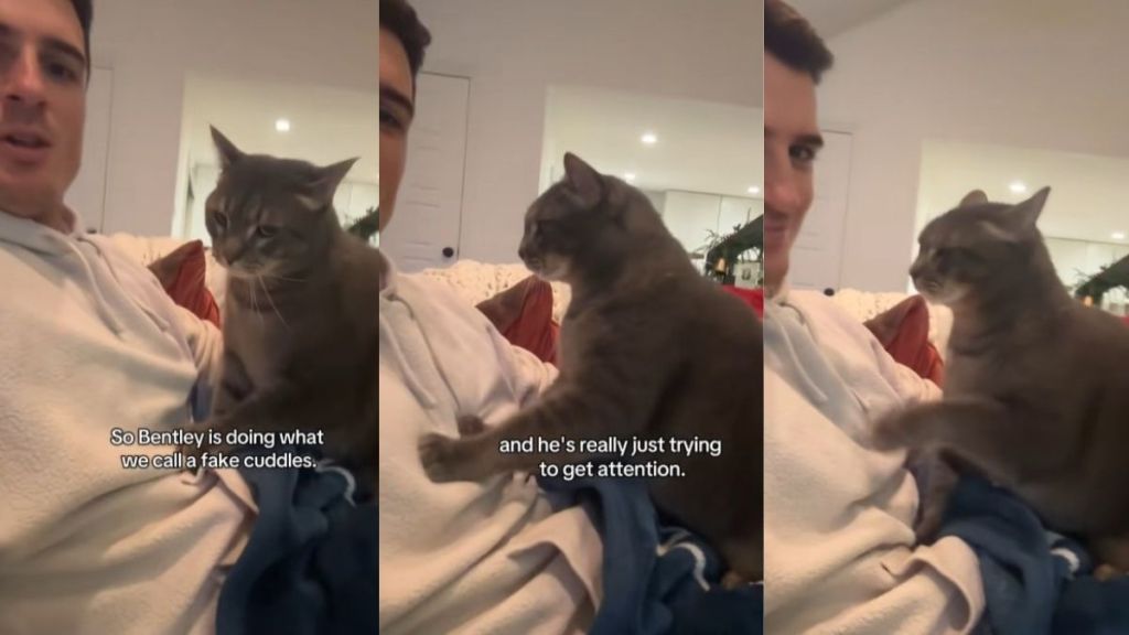Video: Cat Gives ‘Fake Cuddles’ to Owner With a Clear Purpose