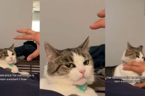 Video Proves This Cat Has Little to No Tolerance for Nonsense