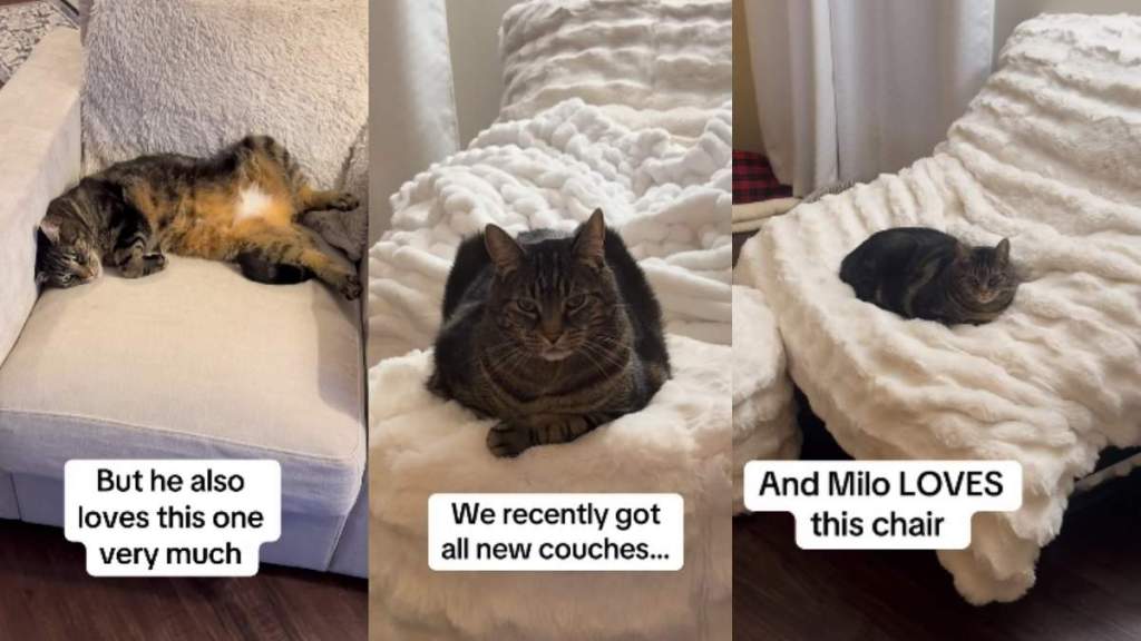 Video: This Cat Doesn't Approve of Anyone Sitting in His Chair