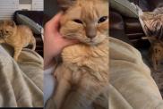 Cat Can't Say No to Snuggle Time With Mom in Adorable Video