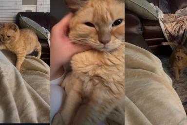 Cat Can't Say No to Snuggle Time With Mom in Adorable Video