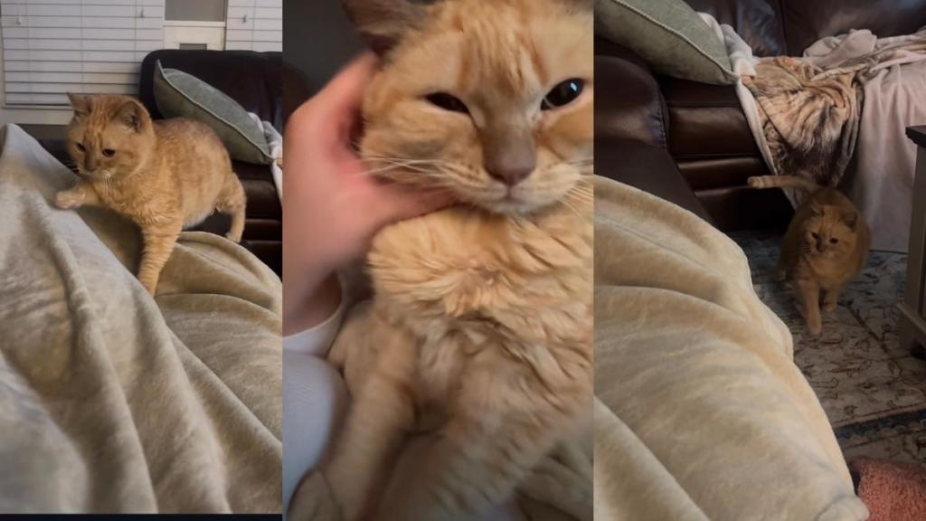 Cat Can't Say No to Snuggle Time With Mom in Adorable Video