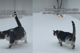 Video of Cat Enjoying the Snowstorm Will Brighten Your Feed