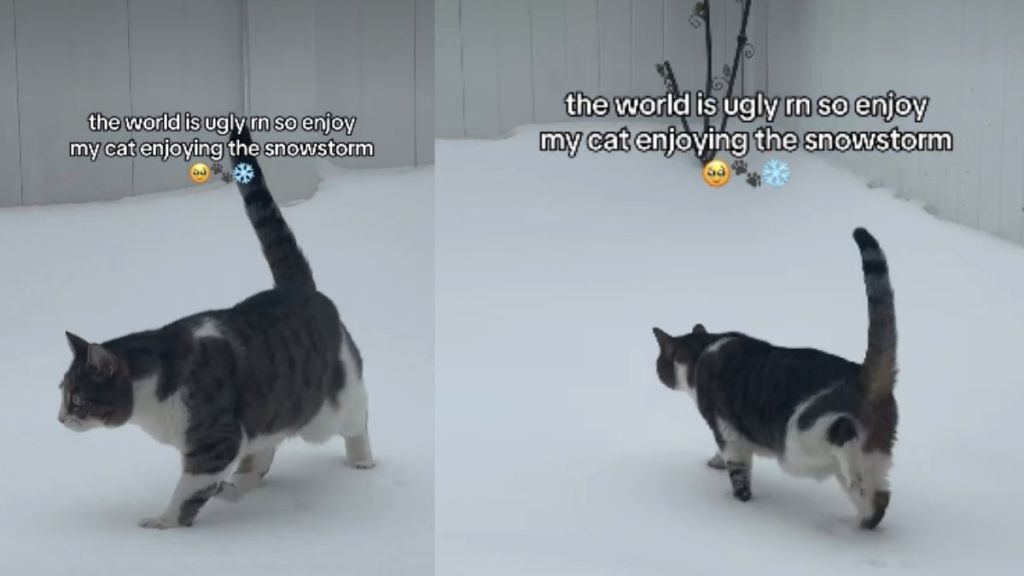 Video of Cat Enjoying the Snowstorm Will Brighten Your Feed