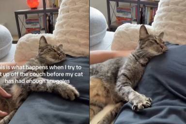 Cat Does This for Extra Snuggle Time With Owner