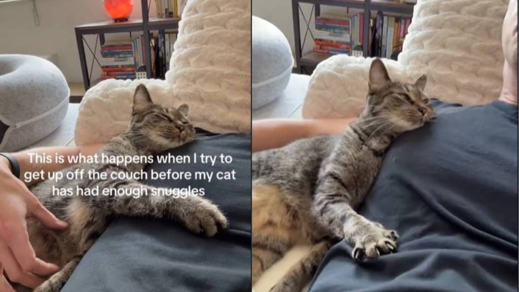 Cat Does This for Extra Snuggle Time With Owner