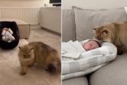 Cat Bonds & Slowly Falls in Love With Little Baby in Wholesome Video