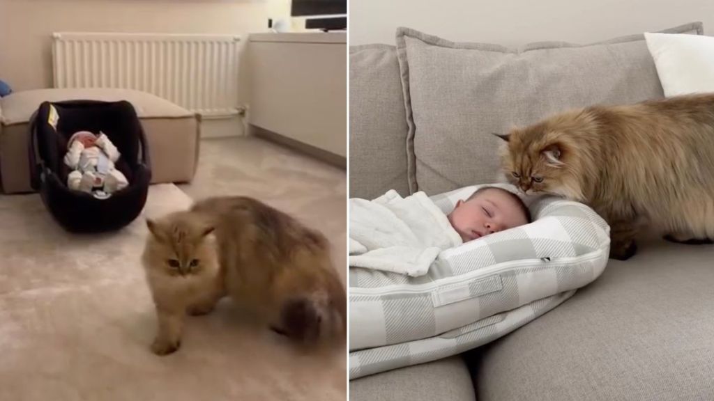 Cat Bonds & Slowly Falls in Love With Little Baby in Wholesome Video