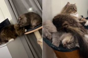 Video Shows What Happens When You Get a Second Cat