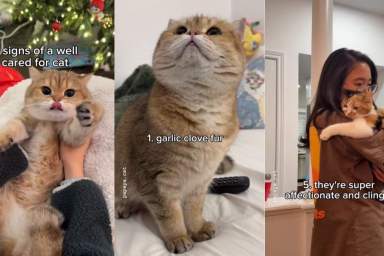 Video Shows How a ‘Well-Cared-For’ Cat Looks