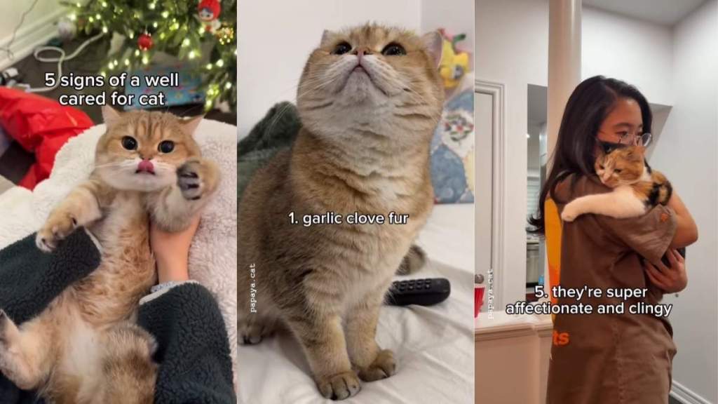 Video Shows How a ‘Well-Cared-For’ Cat Looks