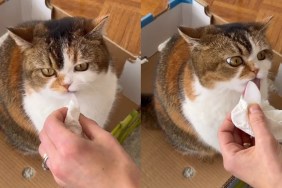 Cat Enjoying an Ice Cube Treat Makes for the Cutest Video