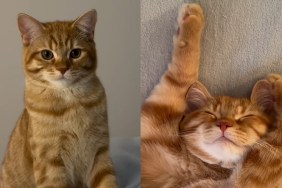 Video: This Cat’s List of Priorities Is Basically the Dream Life