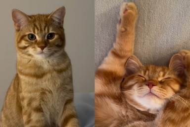 Video: This Cat’s List of Priorities Is Basically the Dream Life