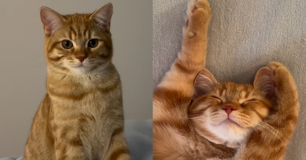 Video: This Cat’s List of Priorities Is Basically the Dream Life