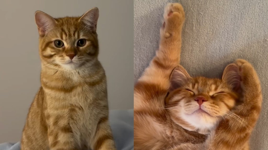 Video: This Cat’s List of Priorities Is Basically the Dream Life