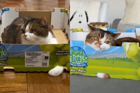 Cat Gets Extremely Attached to a Box in Adorable Video