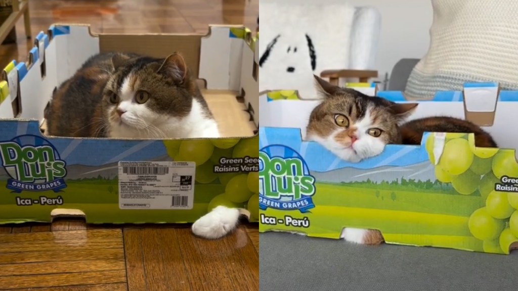 Cat Gets Extremely Attached to a Box in Adorable Video