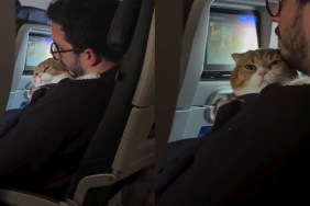 Video: Cat Gives Mom Many Looks While Cuddling Dad on a Plane