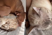 Video: Cat Comes to Dog’s Rescue During a Tummy Ache
