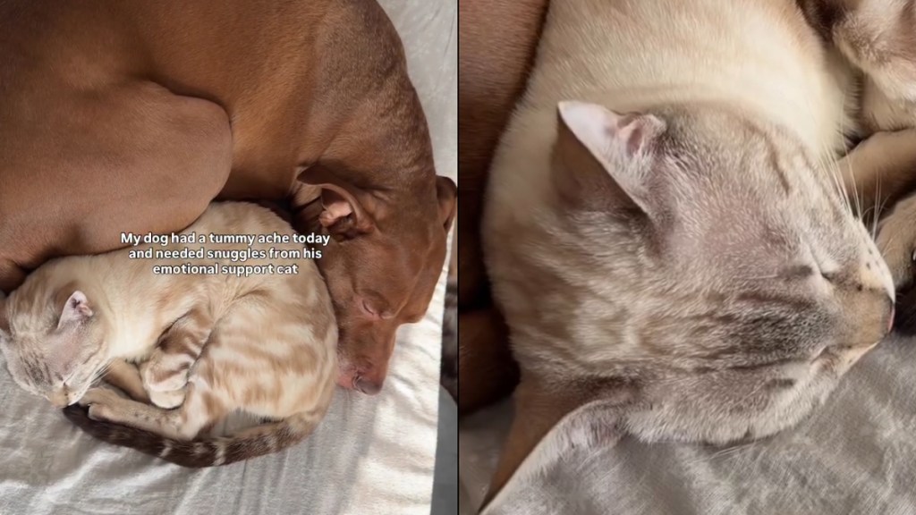 Video: Cat Comes to Dog’s Rescue During a Tummy Ache