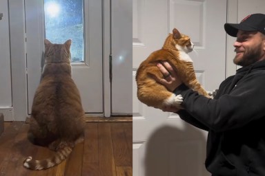 Cat Waits Like This for Dad to Get Home in Viral Video