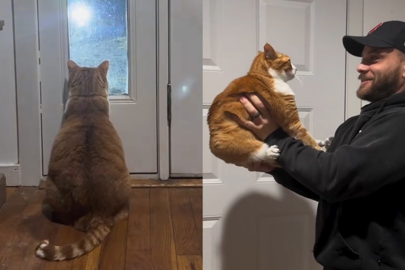 Cat Waits Like This for Dad to Get Home in Viral Video