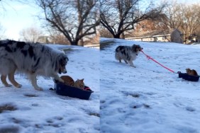 Video: Dog Takes Cat Sibling Sledding in His Litter Box