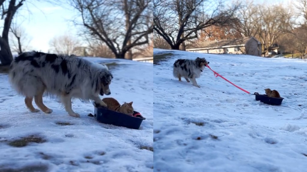 Video: Dog Takes Cat Sibling Sledding in His Litter Box