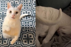 'Front-Flipping' Cat's Day Isn't Complete Without Acrobatics