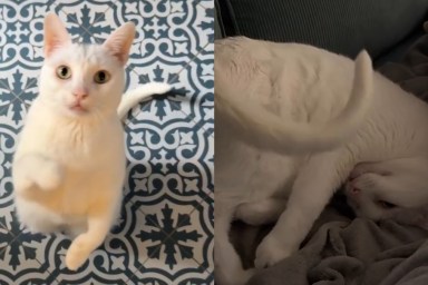 'Front-Flipping' Cat's Day Isn't Complete Without Acrobatics