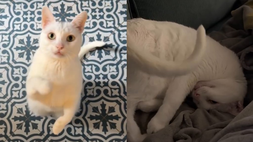 'Front-Flipping' Cat's Day Isn't Complete Without Acrobatics