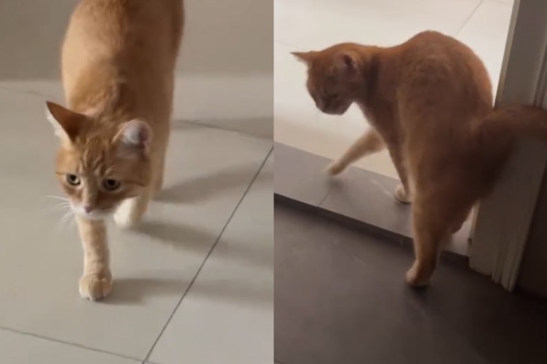 Cat Experiences 'Separation Anxiety' After Owner's Long Trip