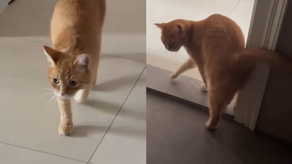 Cat Experiences 'Separation Anxiety' After Owner's Long Trip