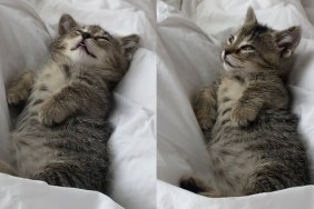 Video of This Kitten Dreaming in Bed Will Make Your Day