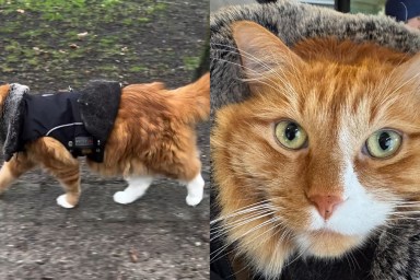 Video: Cat Only Wears Crop Top for a Reason