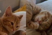Video: Cat Takes ‘Post-Nap Stretch’ a Little Too Far