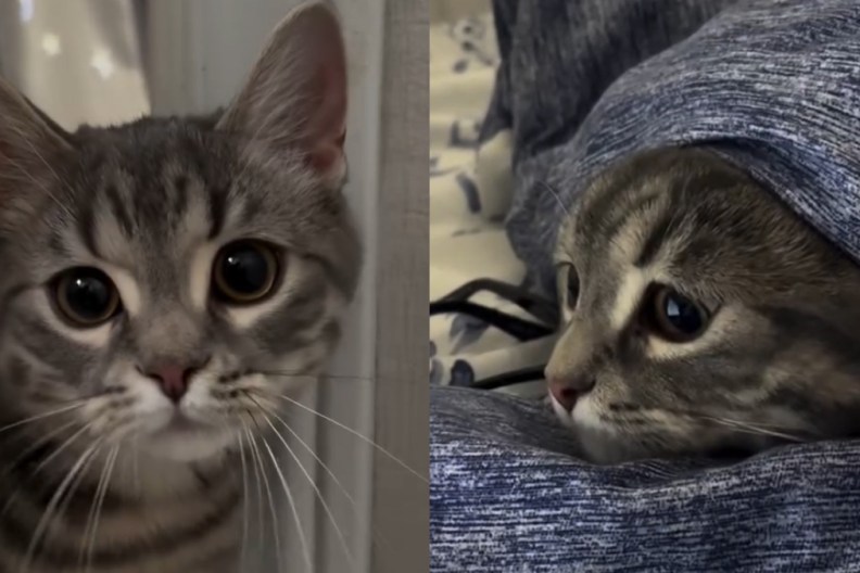 Video Shows What It's Like to Live With a Velcro Cat