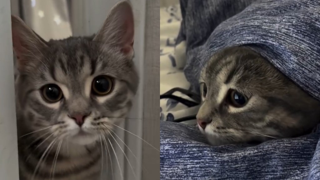 Video Shows What It's Like to Live With a Velcro Cat