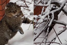 Video: Cat Melts Hearts With His Snowy Time Activities