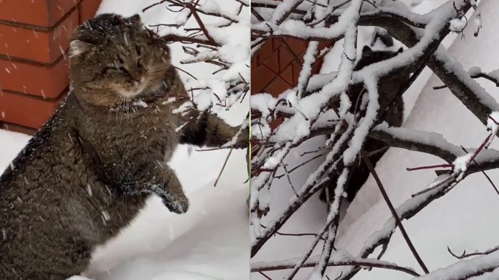 Video: Cat Melts Hearts With His Snowy Time Activities