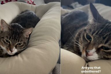 Video: Cat Occupies Newborn Baby's Seat Without a Care in the World
