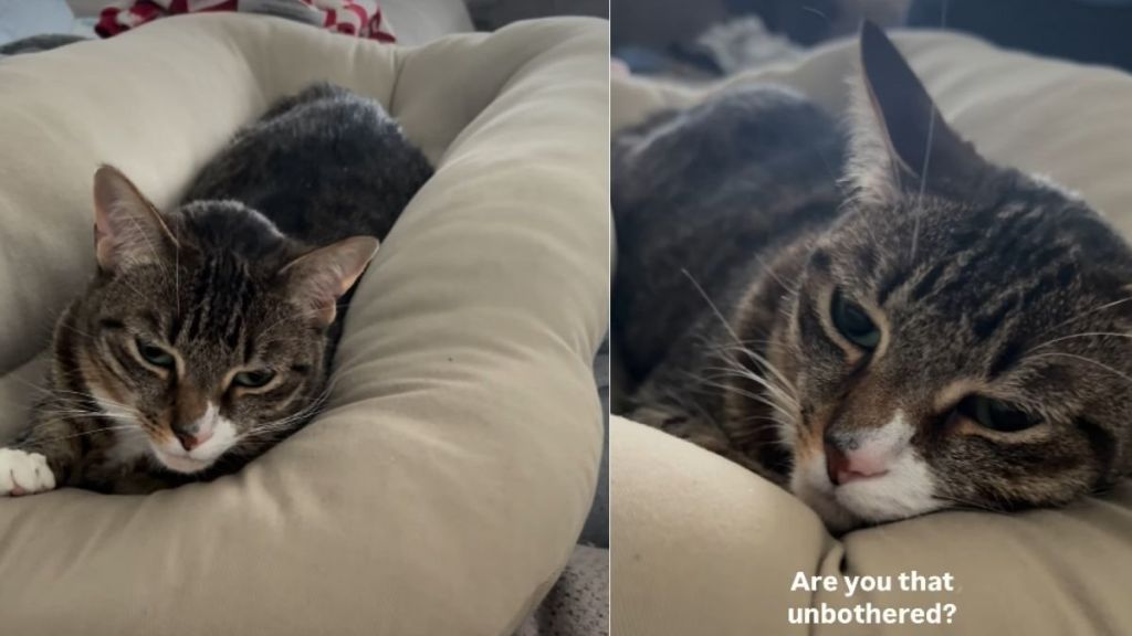 Video: Cat Occupies Newborn Baby's Seat Without a Care in the World