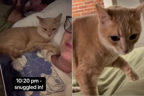 Cat Is a Stickler for Time In Adorable Video