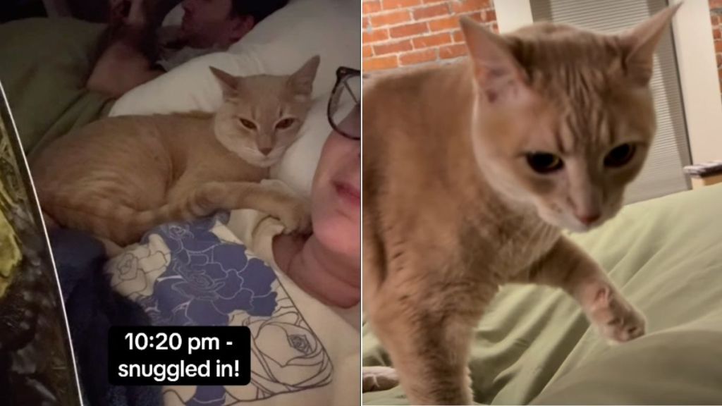 Cat Is a Stickler for Time In Adorable Video