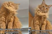 Video: Cat Owner Has to Put Child Lock on Their Freezer for a Reason