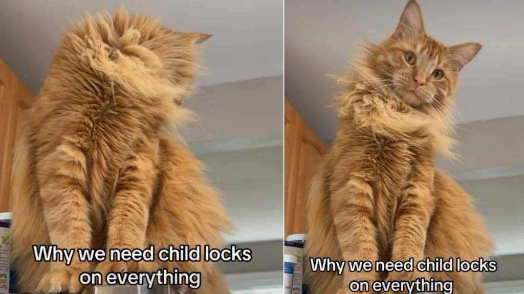 Video: Cat Owner Has to Put Child Lock on Their Freezer for a Reason